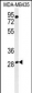 RRAGD Antibody  (Center)